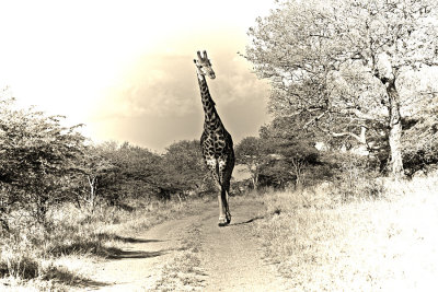 Giraffe4.jpg