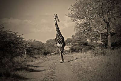 Giraffe5.jpg
