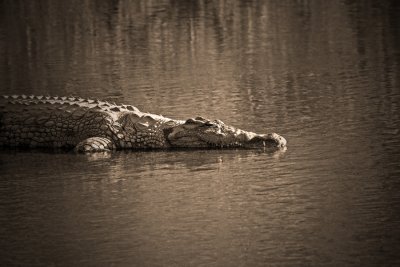 Nile-Croccodile.jpg