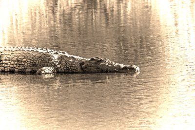 Nile-Croccodile2.jpg