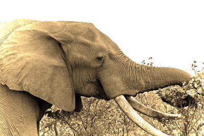 Elephant3.jpg