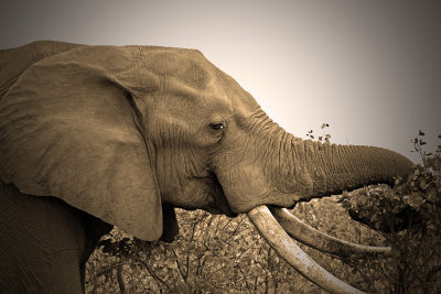Elephant4.jpg