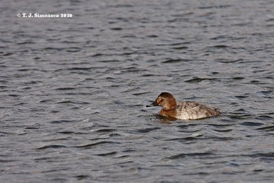 Common Pochard (Aythya ferina)