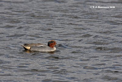 Common Teal (Anas crecca)