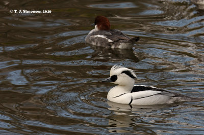 Smew (Mergus albellus)