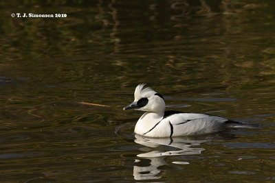 Smew (Mergus albellus)