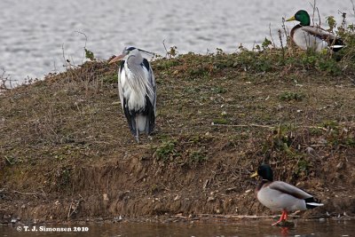 Grey Heron (Ardea cinerea)