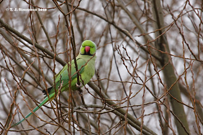 Rose-ringed Parakeet (Psittacula krameri)