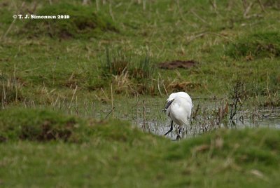 Little Egret (Egretta garzetta)