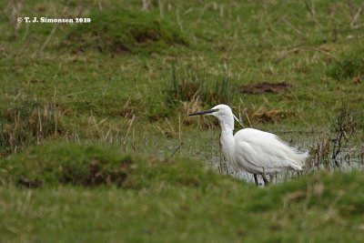 Little Egret (Egretta garzetta)