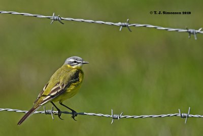 Yellow Wagtail (Motacilla flava)