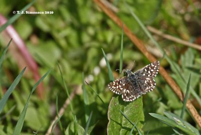 Grizzled Skipper (Pyrgus malvae)