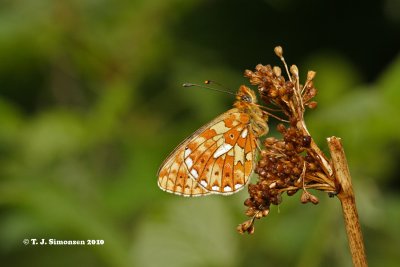 Pearl Bordered Fritillary (Boloria euphrosyne)