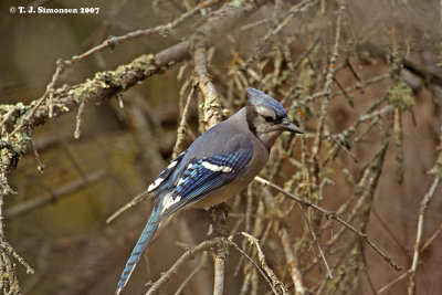 Blue Jay (Cyanocitta cristata)