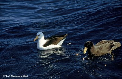 Cambell's Albatross (Thalassarche impavida) and Southern Giant Storm-petrel (Marconectes giganteus)