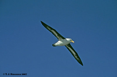 Cambell's Albatross (Thalassarche impavida)