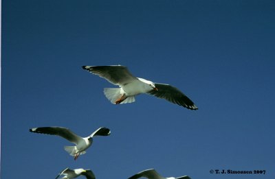 Silver Gull (Larus novaehollandiae)