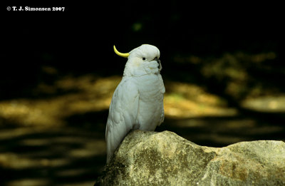 Sulphor-crested Cockatoo (Cacatua galerita)