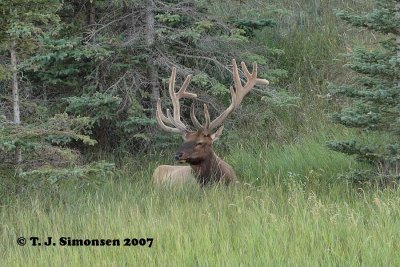 Elk (Cervus canadensis)