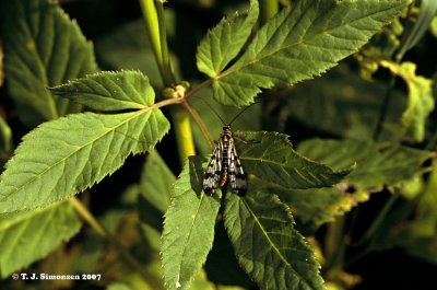 Common Scorpionfly (Panorpa communis)