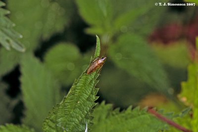 Common Coacroach (Ectobius lapponicus)