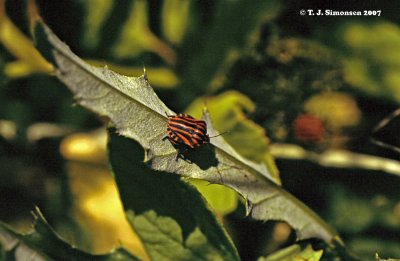 European Harlequin Bug (Graphosoma lineatum)
