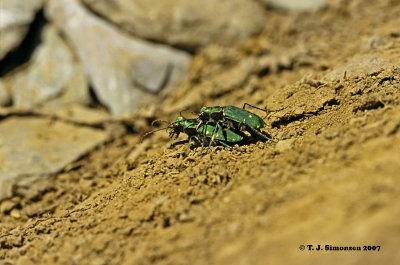 Green Tiger-beetle (Cicindela campestris)