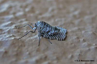 Fall Crankerworm (Alsophila pometaria)