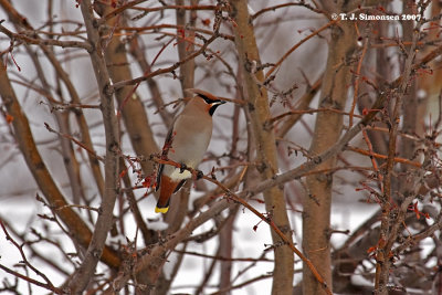 Waxwings and Silky-flycatchers (Bombycillidae)