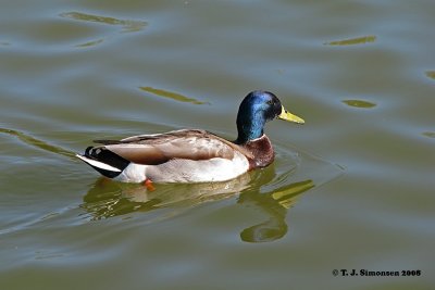 Mallard Anas platyrhynchos