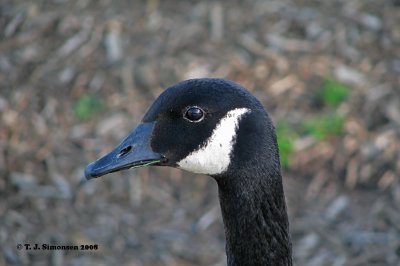Greater Canada goose (Branta canadensis)