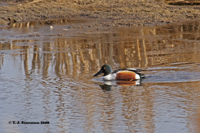 Northern Shoveler (Anas clypeata)