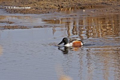 Northern Shoveler (Anas clypeata)
