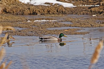 Mallard Anas platyrhynchos