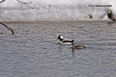 Bufflehead (Bucephala albeola)