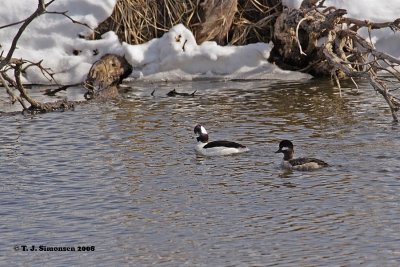 Bufflehead (Bucephala albeola)