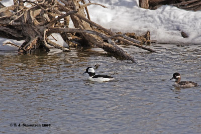 Bufflehead (Bucephala albeola)