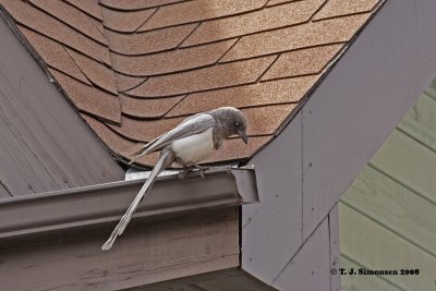 Ghost Magpie (Pica pica)