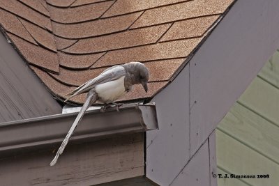 Ghost Magpie <i>(Pica pica)</i>