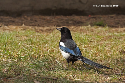 Magpie (Pica pica)