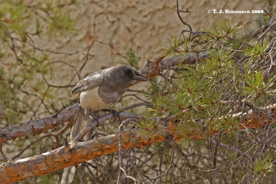 Ghost Magpie (Pica pica)