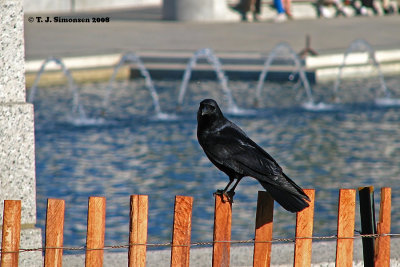 Fish Crow (Corvus ossifragus)