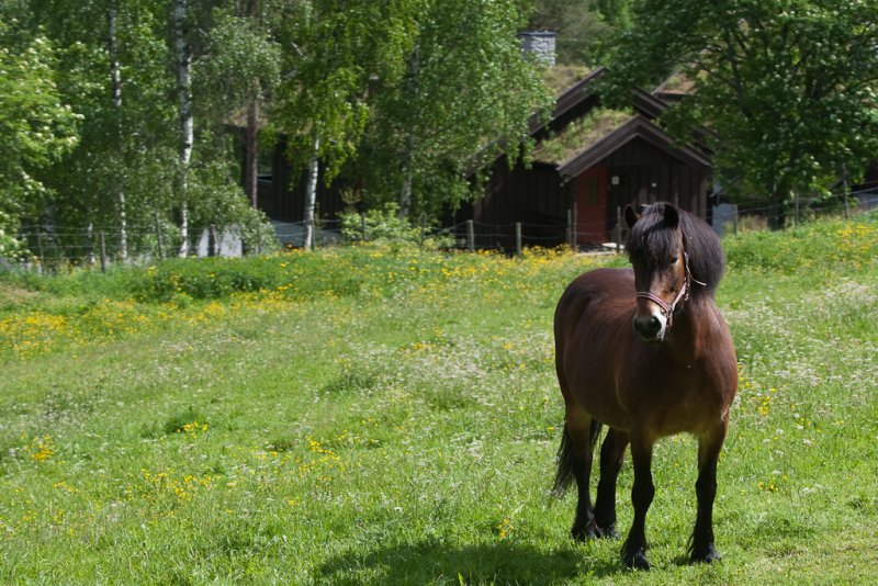 Ut blant skogens ville og farlige dyr
