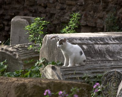 cat among the ruins