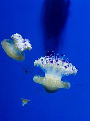 IMG_4870.jpg