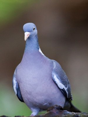 rvs galamb (Columba palumbus) 7962