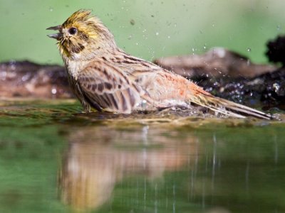 Citromsrmny (Emberiza citrinella) 8954