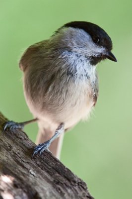 Bartcinege (Parus palustris) 8999