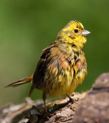 Citromsrmny (Emberiza citrinella) 9025