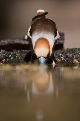 Meggyvg (Coccothraustes Coccothraustes) 9047